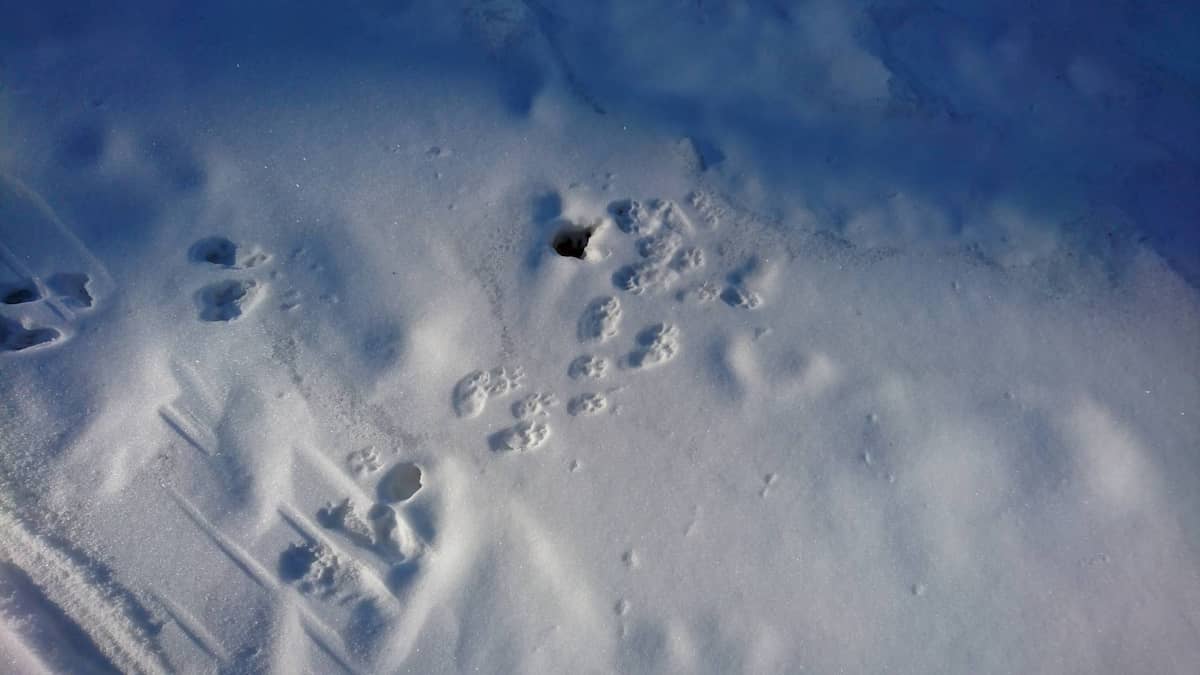 積もった雪と動物の足跡