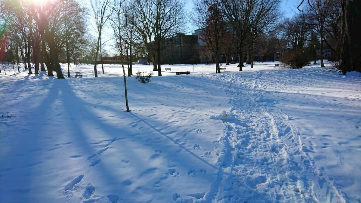 公園内の冬の景色
